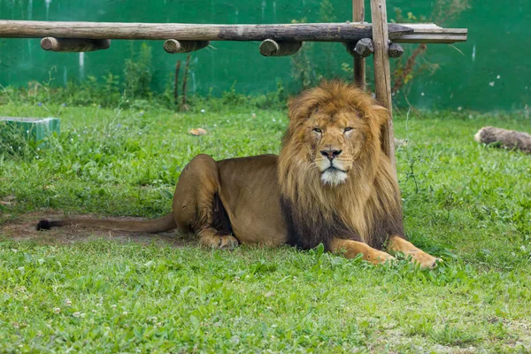 Krásné Lev na trávě — Stock fotografie