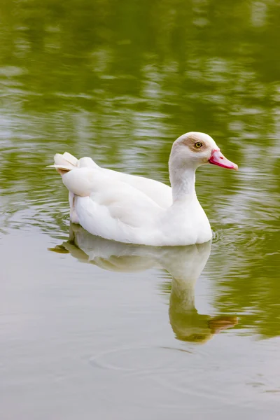 Schöne Ente ins Wasser — Stockfoto