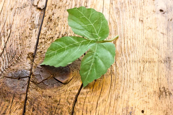 Vackra gröna blad — Stockfoto