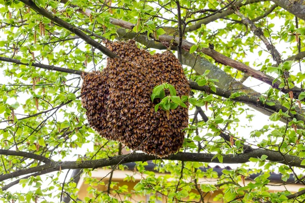 꿀벌 보기의 무인 항공기 — 스톡 사진