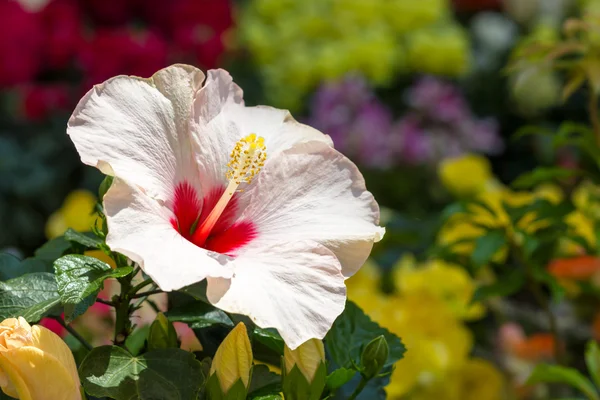 Hibiscus blanco vista — Foto de Stock