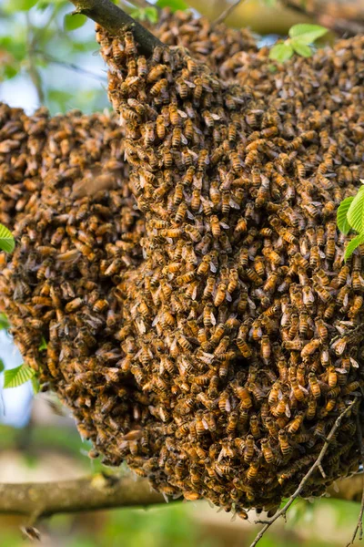 Drone of bees — Stock Photo, Image