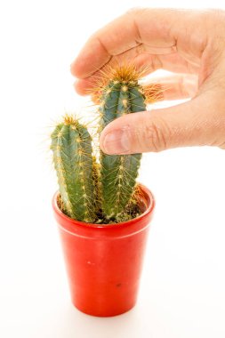 dikenli kaktüs bitki