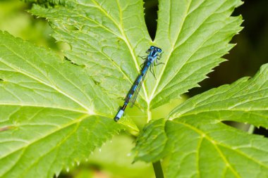 Masmavi yusufçuk görünümü