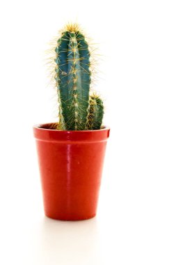 dikenli kaktüs bitki