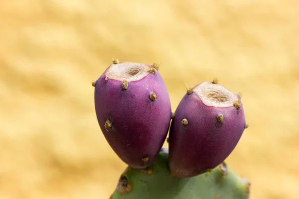 Takken met prickly pear — Stockfoto