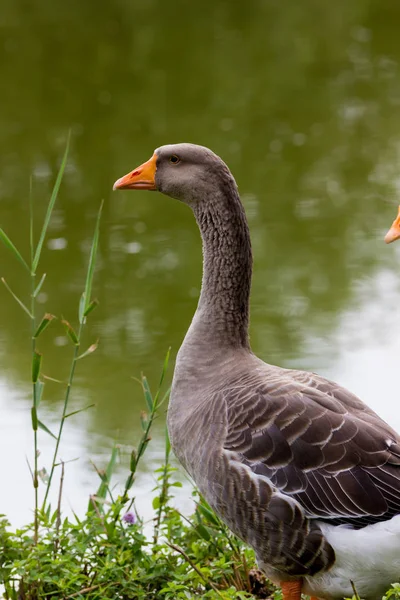 Gänse seitlich gesehen — Stockfoto