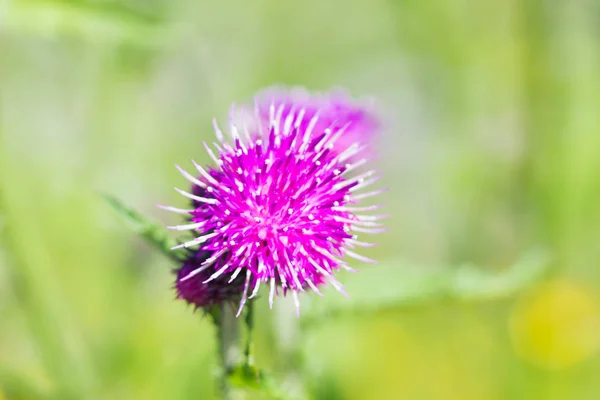 Holzblumenkasten — Stockfoto