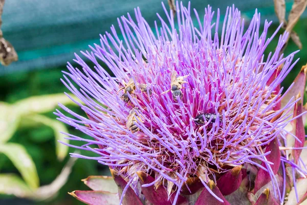 Artichoke flowering view — Stock Photo, Image