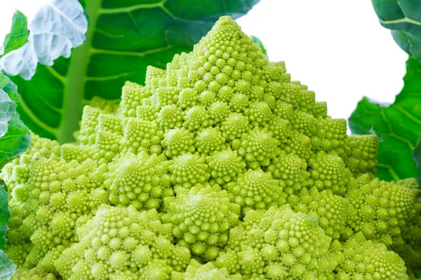 Broccolo romanesco com fundo branco — Fotografia de Stock