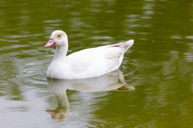 Beyaz ördek görünümü