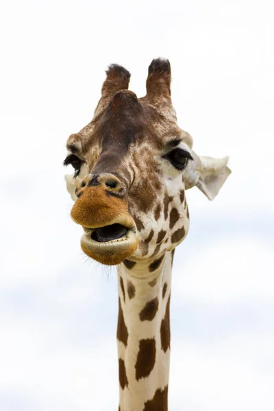 Giraffe von vorne — Stockfoto