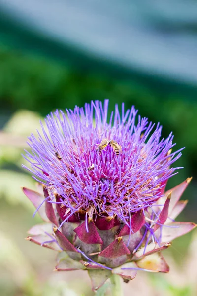 Alcachofa vista de la floración — Foto de Stock