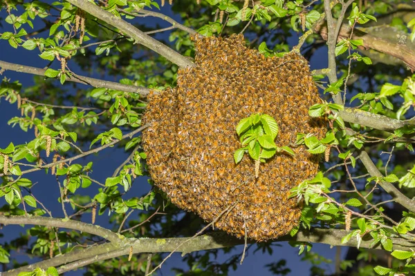 หุ่นยนต์ของผึ้ง — ภาพถ่ายสต็อก
