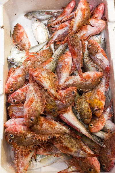 Pescado de mar en puestos de mercado — Foto de Stock