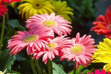 Parlak çiçek görünümü