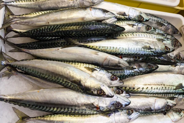 Havsfisk på marknaden spiltor — Stockfoto