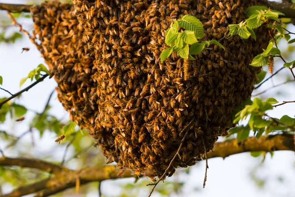 หุ่นยนต์ของผึ้ง — ภาพถ่ายสต็อก