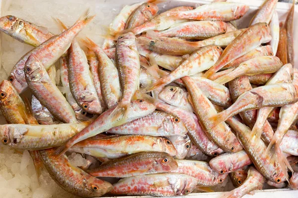 Sea fish on market stalls — Stock Photo, Image