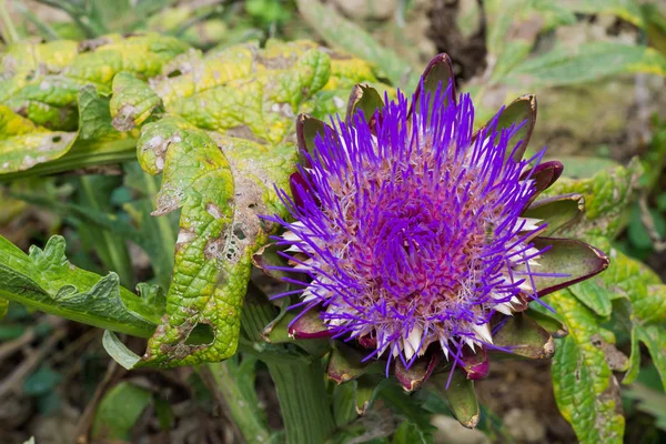 Artichoke flowering view — Stock Photo, Image
