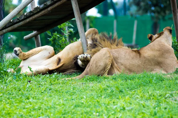 ビューを眠っているライオン — ストック写真