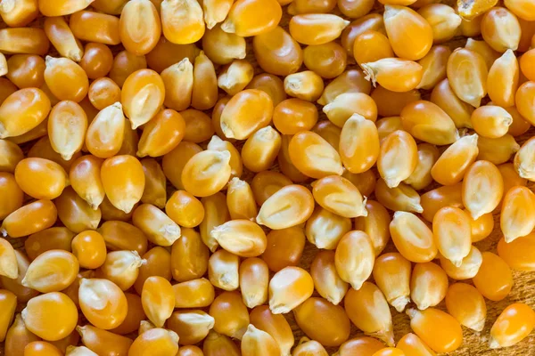 Corn for popcorn — Stock Photo, Image