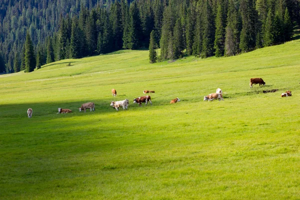 Вид на выпас коров — стоковое фото