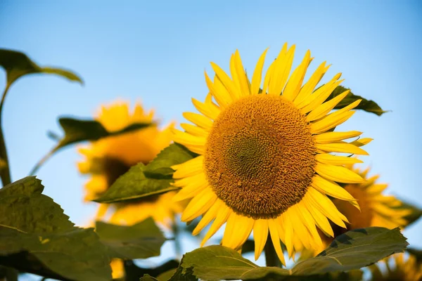 Kadar görülen renkli sarı ayçiçeği kapatın — Stok fotoğraf
