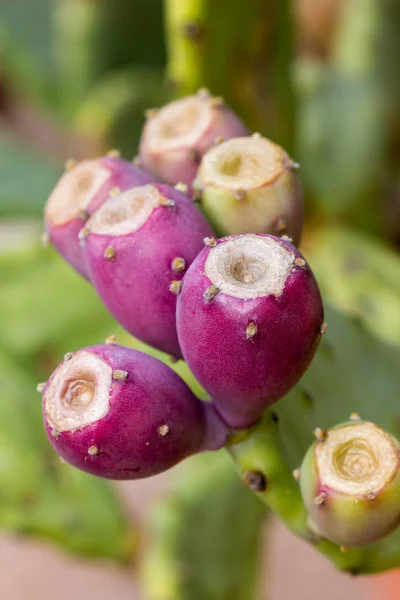 Ağaç dalları inciri ile — Stok fotoğraf