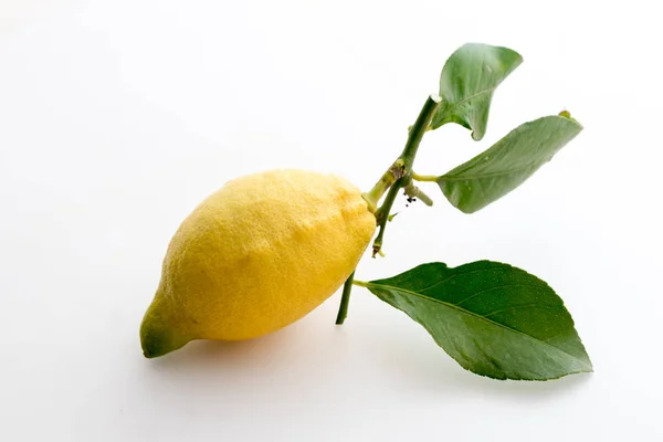 Sicilian lemon with leaves — Stock Photo, Image