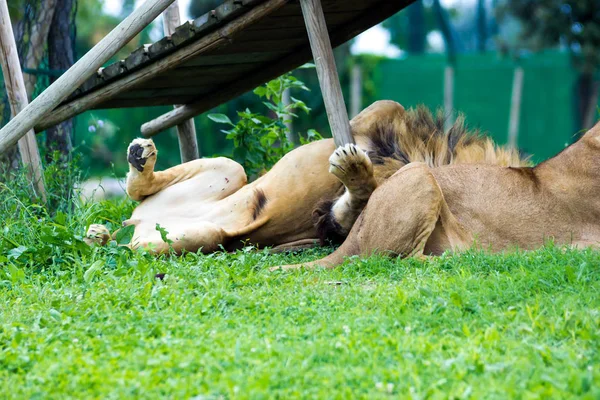 자 아름 다운 사자 — 스톡 사진