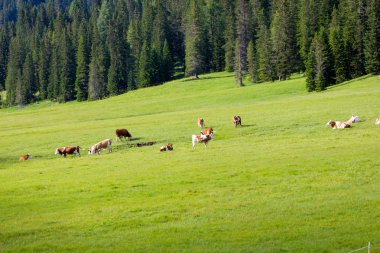Görünüm otlayan inekler