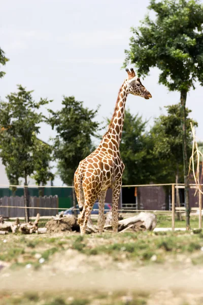 Giraffe lateral view — Stock Photo, Image