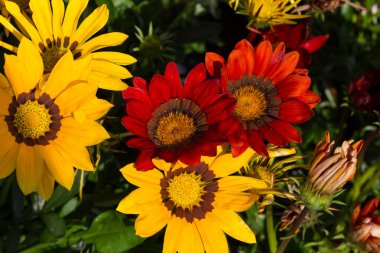 Parlak çiçek görünümü