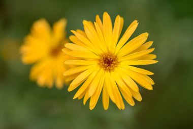 Güzel sarı çiçek kadar görülen kapatın