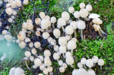 Ağaç kabuğu üzerinde yetiştirilen mantar