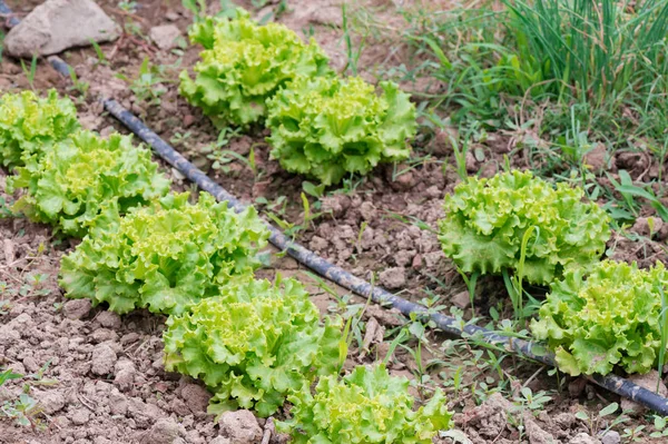 Impianto di irrigazione per orto — Foto Stock