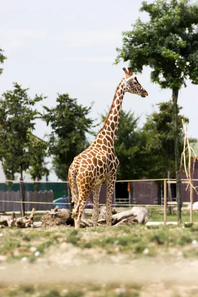 Giraffe closeup   view — Stock Photo, Image