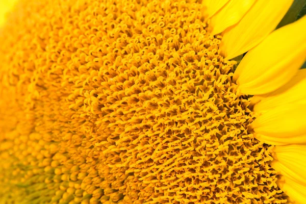 Kadar görülen renkli sarı ayçiçeği kapatın — Stok fotoğraf