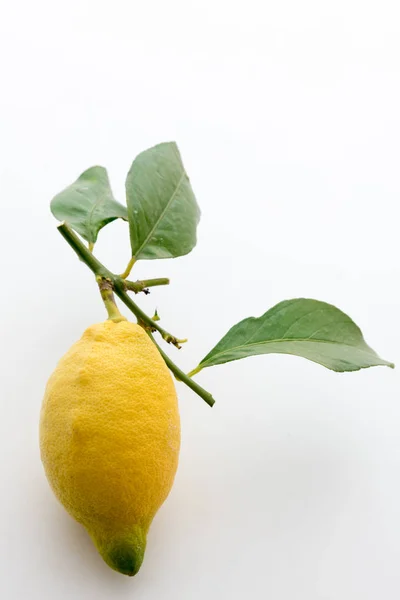 Sicilya limon yaprakları ile — Stok fotoğraf
