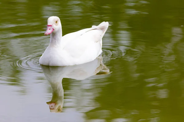 Weiße schöne Ente — Stockfoto