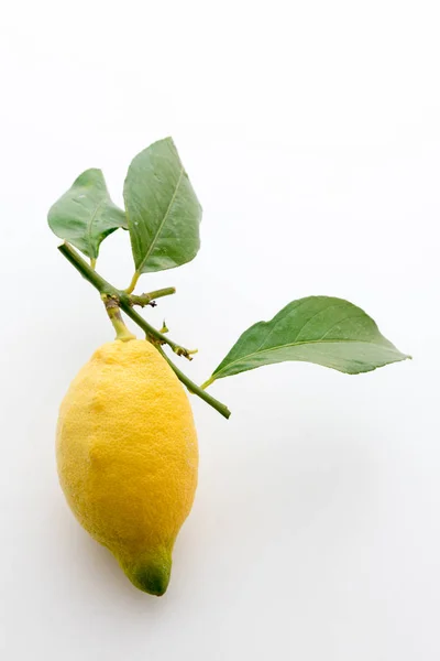 Sycylijskiej cytryny z liści — Zdjęcie stockowe