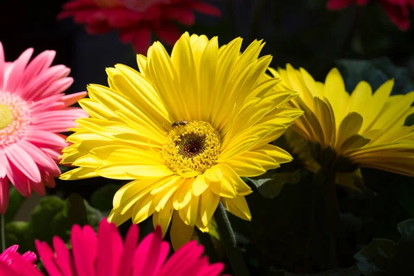 Parlak çiçek görünümü — Stok fotoğraf