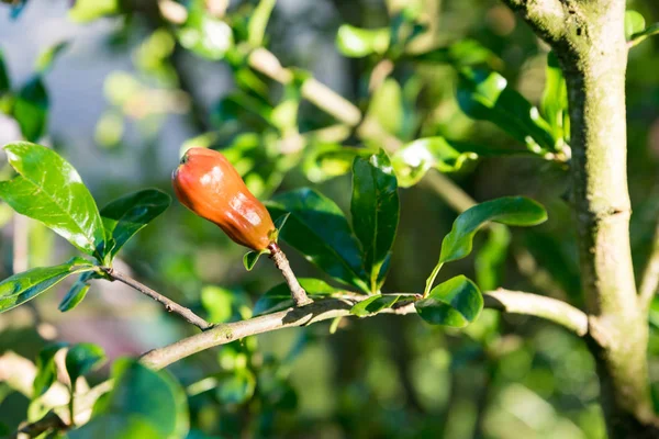 Rote Blüten des Melograno-Baumes — Stockfoto