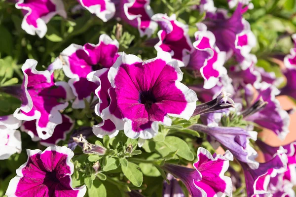 Beautiful white and purple flowers — Stock Photo, Image