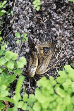 Küçük yılan otların arasında gizli