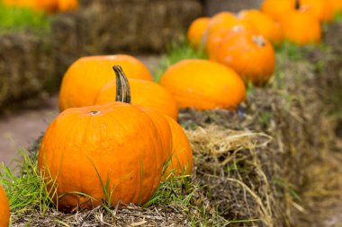 Cadılar Bayramı partisi için turuncu kabak