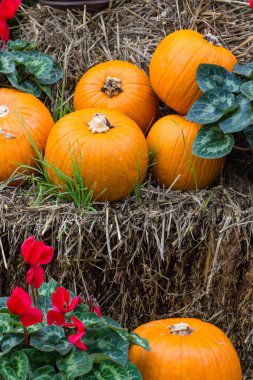 Cadılar Bayramı partisi için turuncu kabak