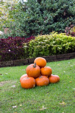 Cadılar Bayramı partisi için turuncu kabak