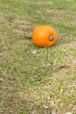 Cadılar Bayramı partisi için turuncu kabak